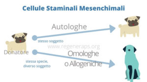 Cellule Staminali Mesenchimali autologhe e omologhe (1)