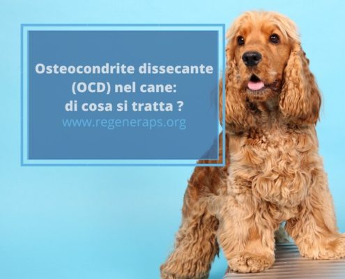 osteocondrite dissecante cane